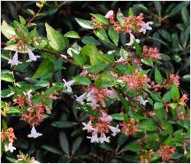 Abelia grandiflora 'Goldspot' 15sept