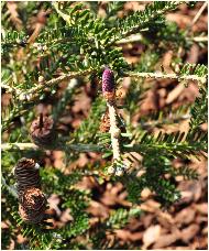 Abies concana 'Coccolo' - sapin