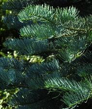 Abies concolor 'Candicans' closeup naalden bladeren vnLeen2