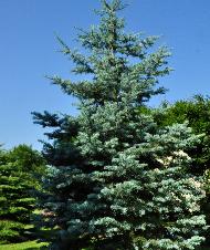 Abies  concolor 'Candicans'habitus Leen 