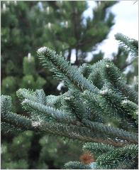 Abies delavayi closeup aiguilles