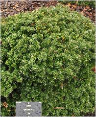 Abies koreana 'Cis' - Sapin de Corée - habitus - port rond