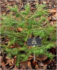 Abies koreana'Dark Hill ' habitus