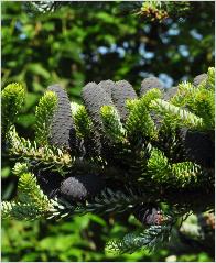 Abies koreana 'Luminetta' kegels 2  loc. Leen