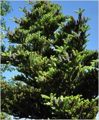 Abies koreana 'Luminetta' habitus locatie arbor.Leen