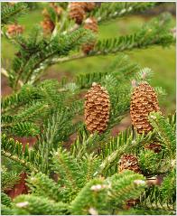 Abies koreana 'Scherenbach' kegels vnn