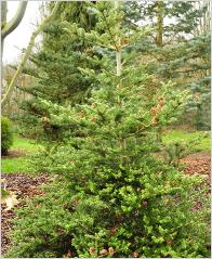 Abies koreana 'Scherenbach' habitus