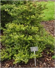 Abies koreana 'Silberkrause' habitus