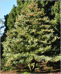 Abies koreana Silberlocke habitus