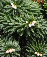 Abies koreana 'Silberlocke' - Sapin de Corée - fruit 