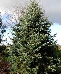 Abies lasiocarpa - Sapin des Rocheuses, Sapin sub-alpin. 