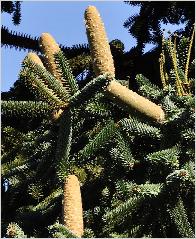 Abies pinsapo 'Kelleriis' - Sapin d'Espagne -fruit. 