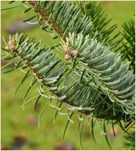 Abies pinsapo var. tazaotama closeup feuillage