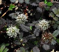 Acaena microphylla 'Kupferteppich' bodembedekker bloeiwijze2