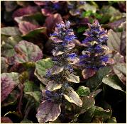 Ajuga reptans 'Burgundy Glow' closeup2