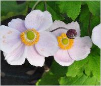 AnemonehybridaRichardAhrendsVN