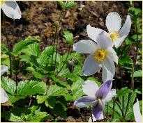 AnemoneWildSwan2011ChelseaNewPlantoftheyearLR