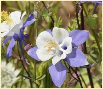 AquilegiaHybrideBlueStar3