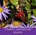 Vlinders lokkende planten : Aster x frikartii 'Wunder von Shafa' met vlinder dagpauwenoog