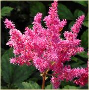 Astilbe 'Catherine Deneuve' closeup