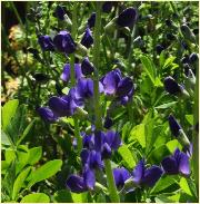 Baptisia Australis floraison bleu