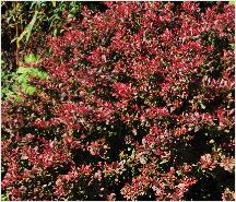 Berberis thunbergii f. atropurpurea 'Atropurpurea Nana 'habitus