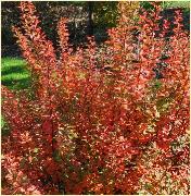 Berberis thunbergii 'Pow Pow' herfstkleuren