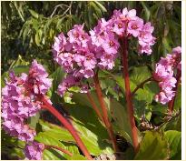 BergeniaCordifolia