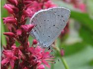 Boomblauwtje Celastrina argiolus op Persicaria