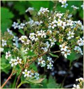 Boykinia aconitifolia flowers