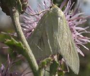 Bruidsmot Sitochroa palealis op langstekige distel Carduus acanthoides