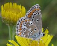 Bruin blauwtje Aricia agestis op Jacobskruiskruid Jacobea vulgaris