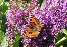 BuddlejadavidiiDartmoorkleinevosvlinder