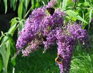 BuddlejadavidiiDartmoorvlinderfestival2