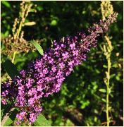 Buddleja 'Ile de France '  bijenplant vlinderplant