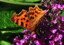 BuddlejaRoyalRedmetgehakeldeaureliavlinder