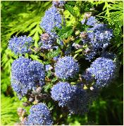 Ceanothus 'Blue Diamond' 2