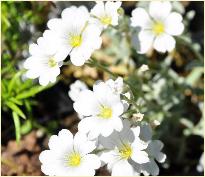 Cerastiumtomentosumcolumnaebloemen