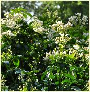 Choisya ternata blossoms