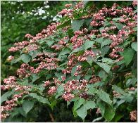 Clerodendrum trichotomum midden juli