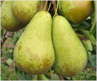 Conferencepear