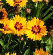 Coreopsis lanceolata 'Baby Gold'