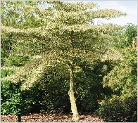 Cornuscontroversaarboretumleen