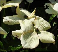 Cornus KN30 Venus