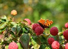 CornuskousaClaudia15septVNNNmetvlinder