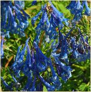 CorydalisxflexuosaCloseupbloemenverynice