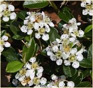 Cotoneaster dammeri bloeiwijze