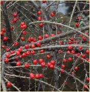 Cotoneaster horizontalis 