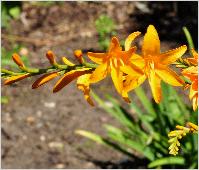 Crocosmia 'Jenny Bloom'