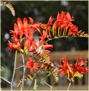 CrocosmiaLucifervnice